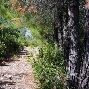 Chemin encaillouté entre arbres et arbustes - France  - collection de photos clin d'oeil, catégorie paysages